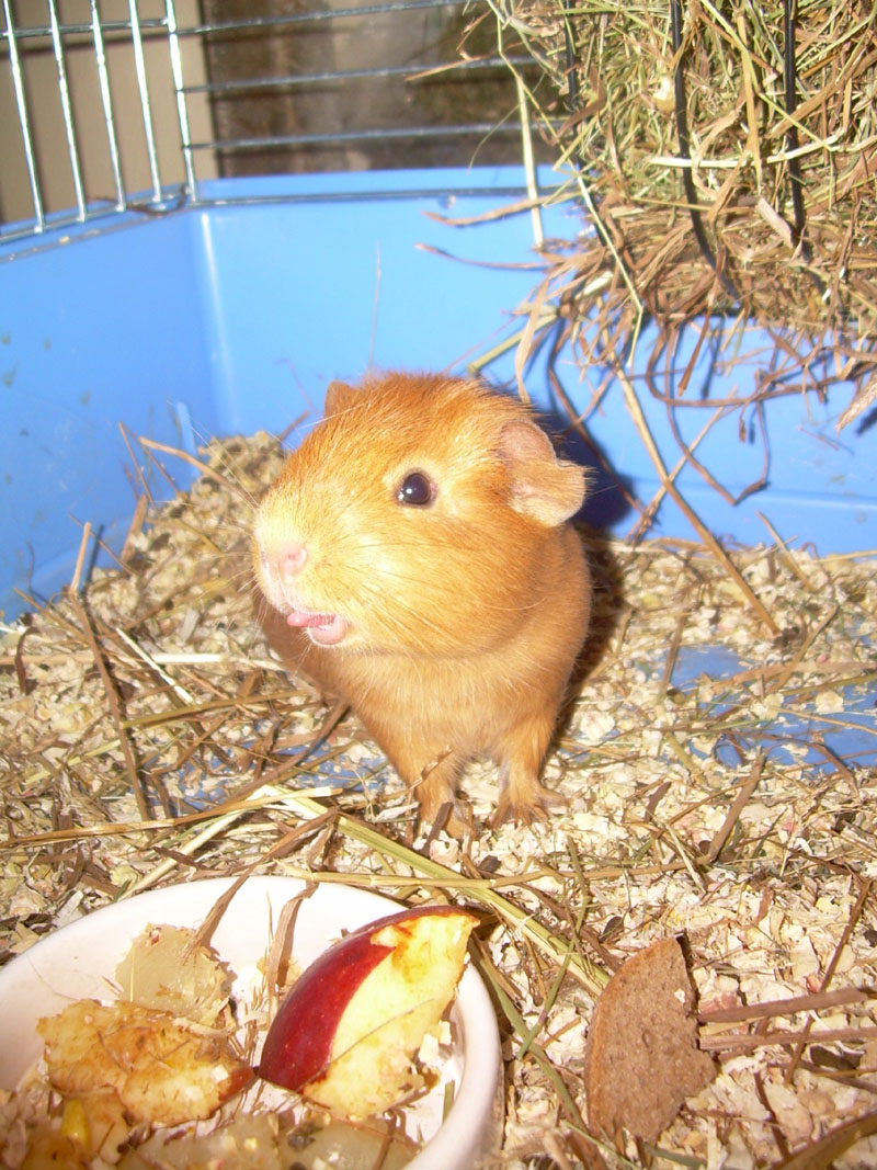 Dimona02.jpg